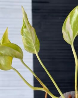 Pothos Teruno #17 Esprit | Terunoworld Series