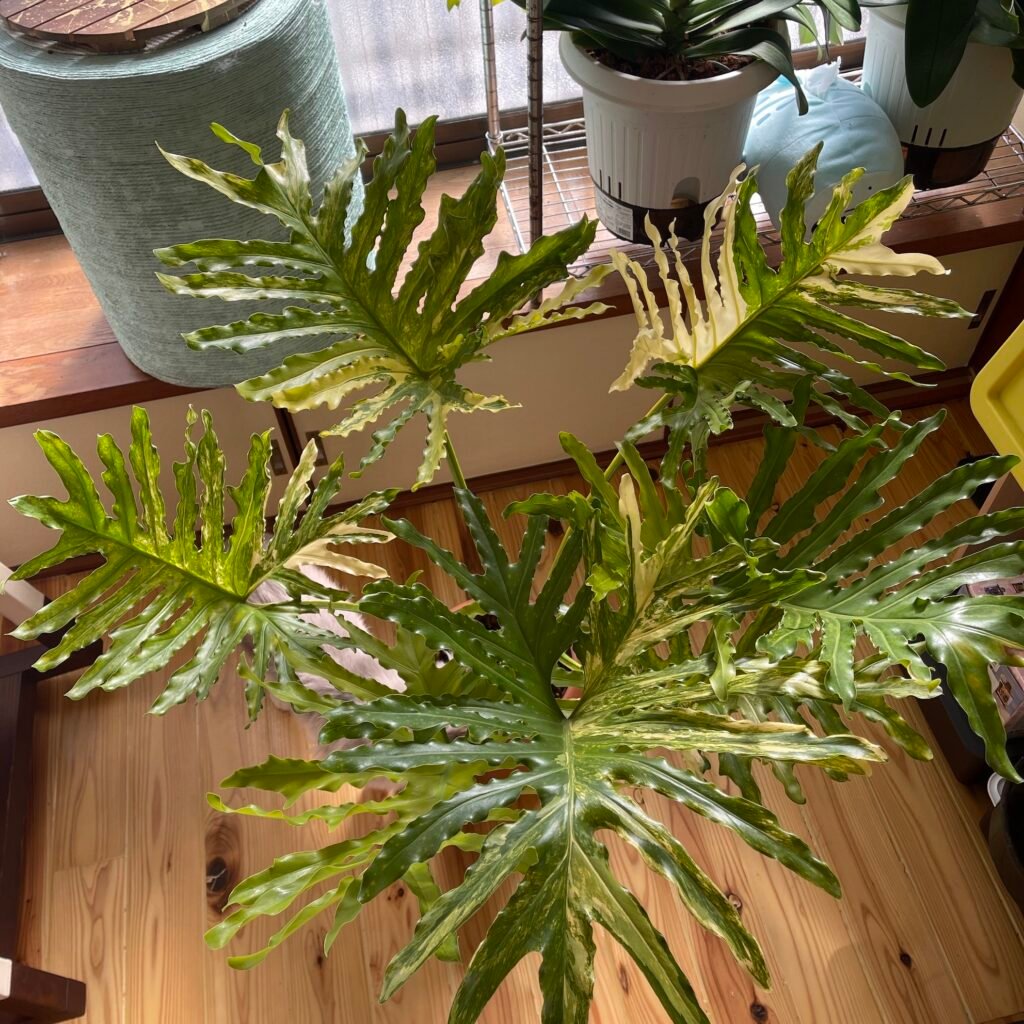 Large Mature Variegated Philodendron Selloum
