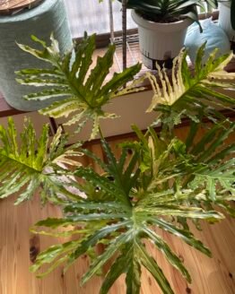 Variegated Thaumatophyllum bipinnatifidum aka Philodendron Selloum