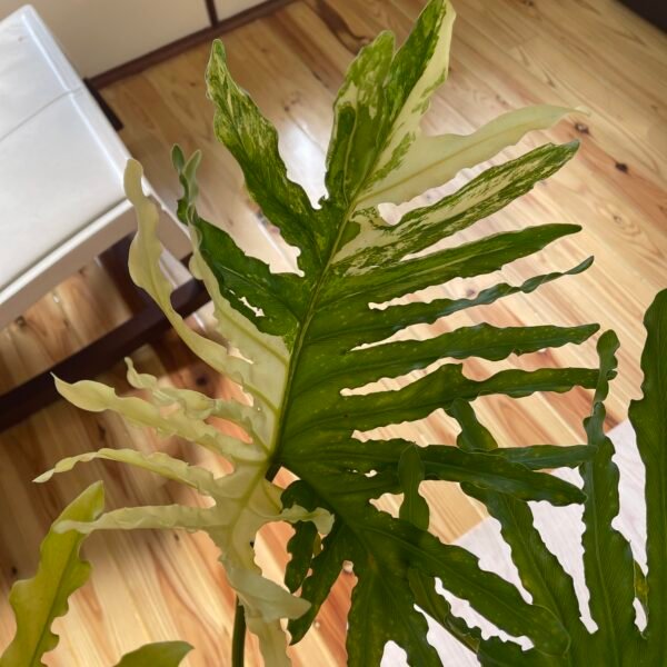 Large Mature Variegated Philodendron Selloum - Image 4