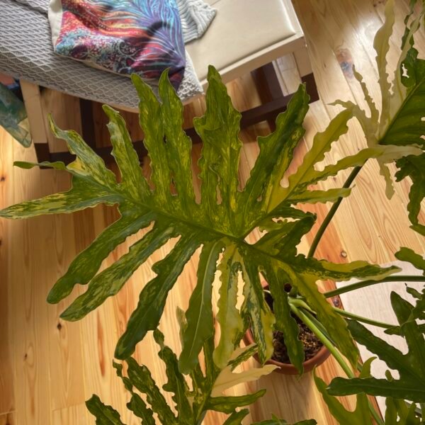 Large Mature Variegated Philodendron Selloum - Image 5