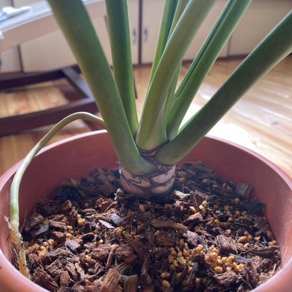 Large Mature Variegated Philodendron Selloum - Image 7