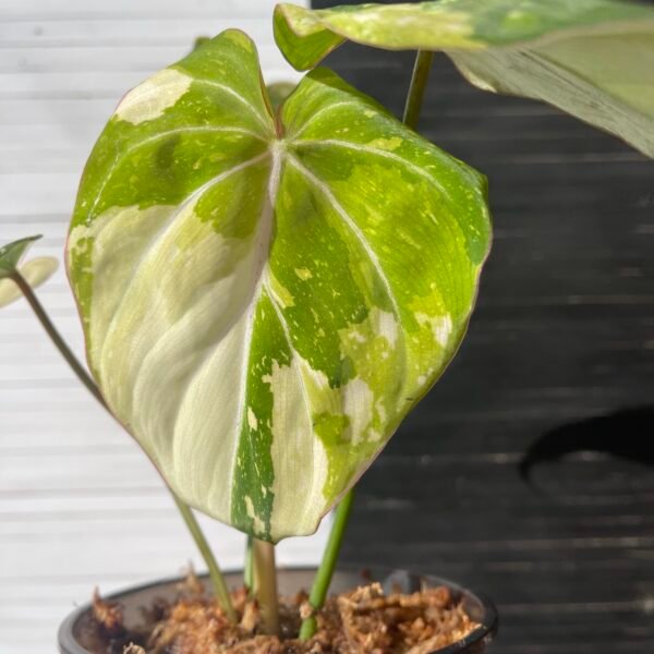 Variegated Philodendron Gloriosum Tricolor - Image 4