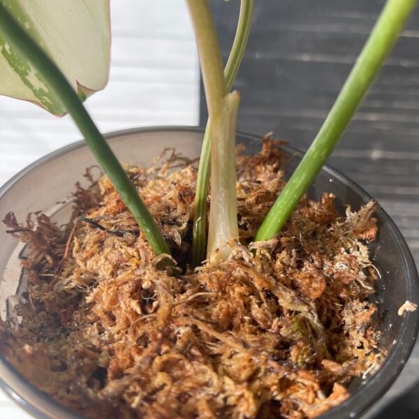 Variegated Philodendron Gloriosum Tricolor - Image 8
