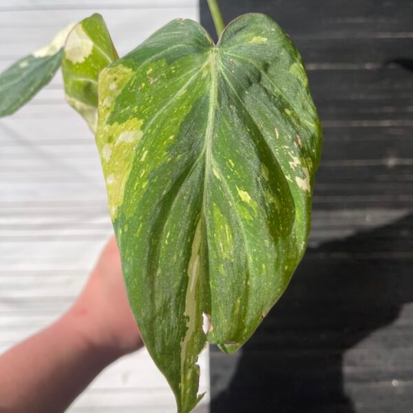 Variegated Philodendron Gloriosum Tricolor - Image 7