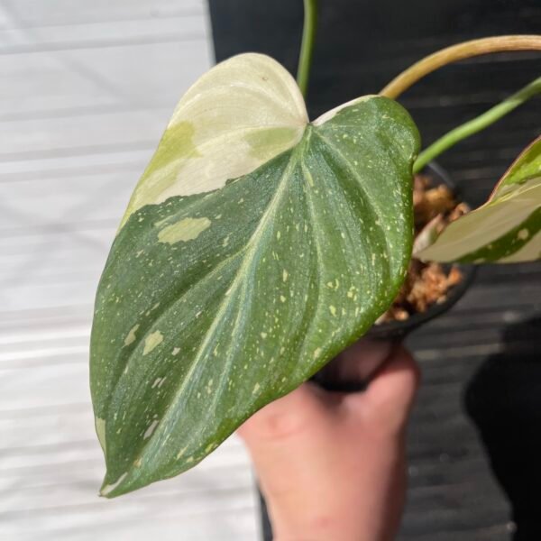Variegated Philodendron Gloriosum Tricolor - Image 6