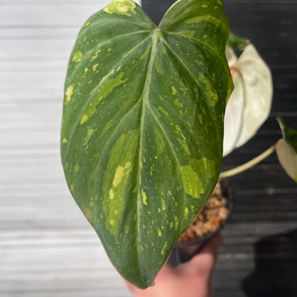 Variegated Philodendron Gloriosum Tricolor - Image 5