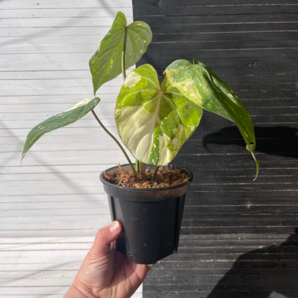 Variegated Philodendron Gloriosum Tricolor - Image 2