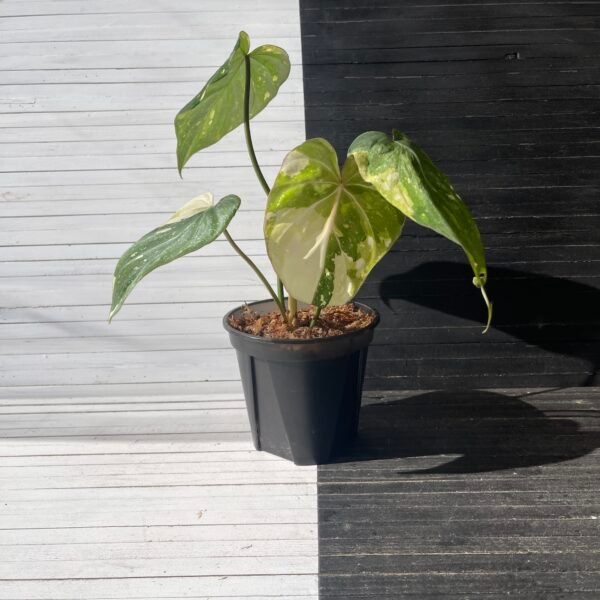 Variegated Philodendron Gloriosum Tricolor - Image 3