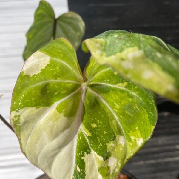 Variegated Philodendron Gloriosum Tricolor