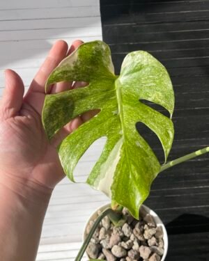 Variegated Monstera Deliciosa Compacta "Dwarf Monstera"