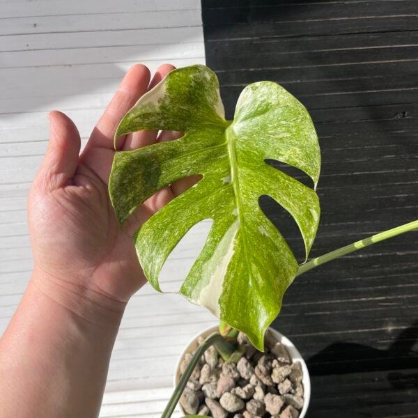 Variegated Monstera Deliciosa Compacta "Dwarf Monstera"