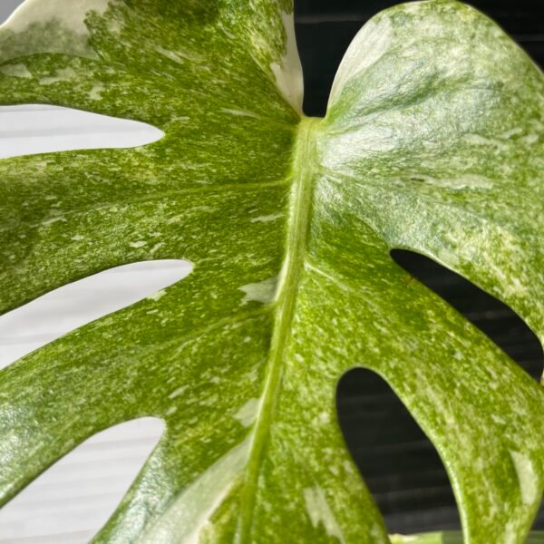 Variegated Monstera Deliciosa Compacta "Dwarf Monstera" - Image 7