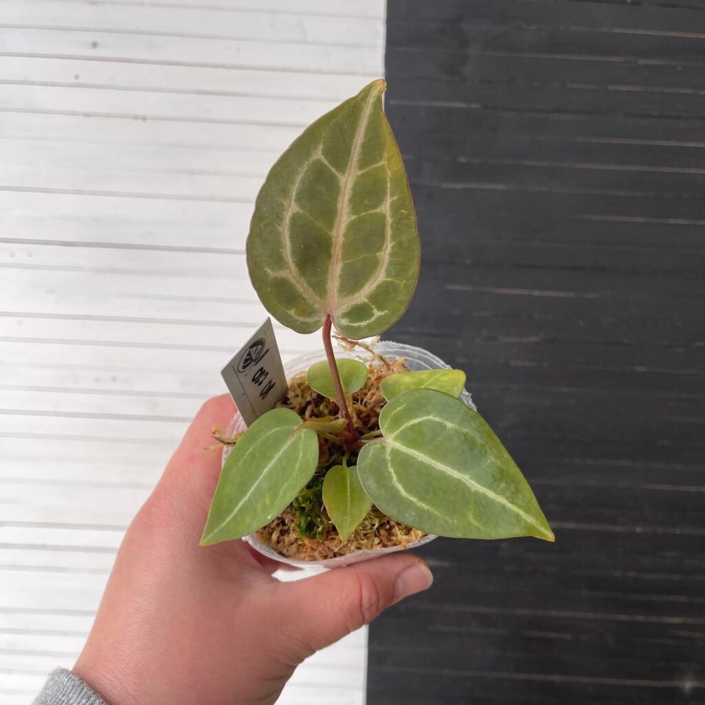 Anthurium Crystallinum Red (grower's choice)