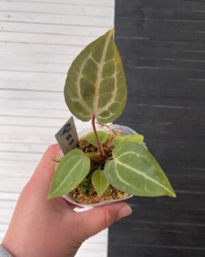 Anthurium Crystallinum Red (grower's choice)
