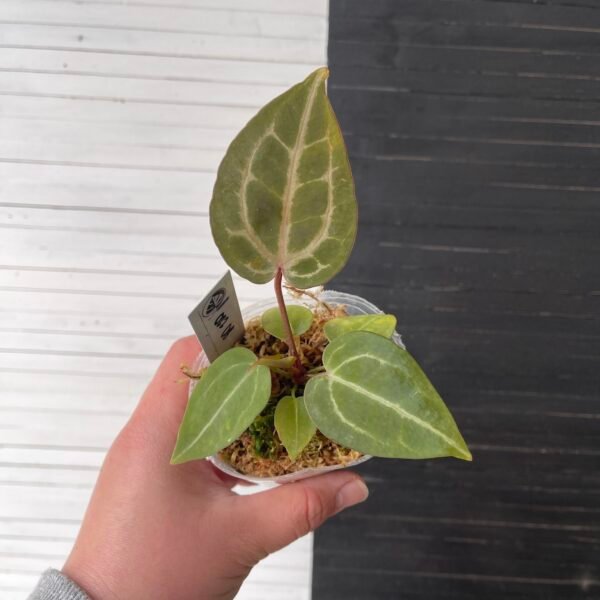 Anthurium Crystallinum Red (grower's choice)