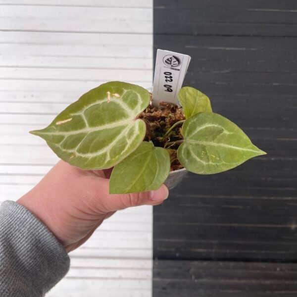 Anthurium Crystallinum Red (grower's choice) - Image 2