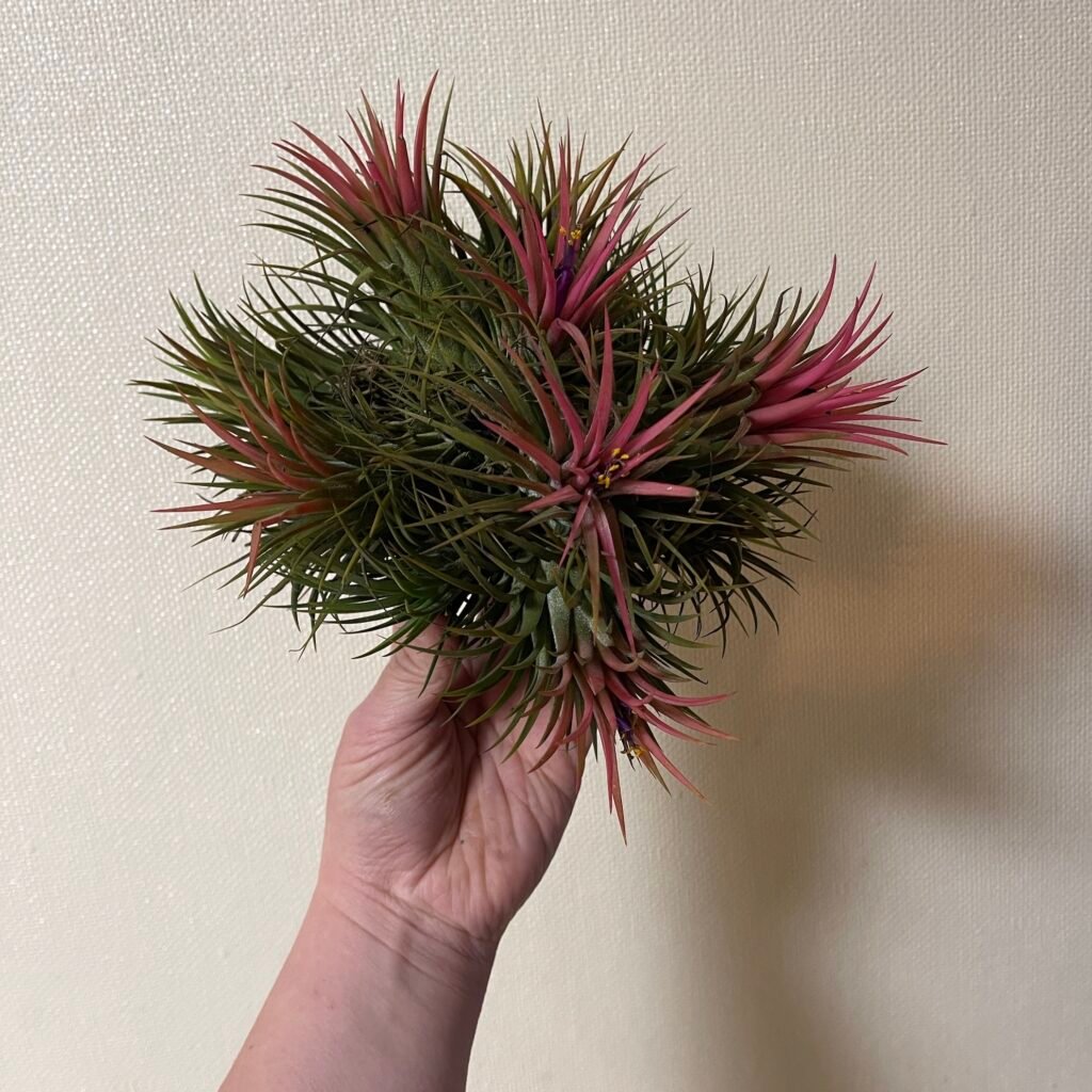 Tillandsia Ionantha Cluster
