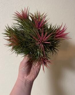 Tillandsia Ionantha Cluster