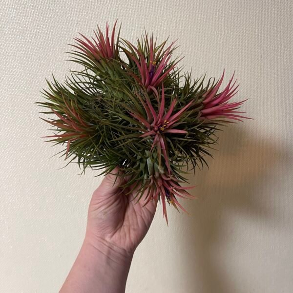 Tillandsia Ionantha Cluster
