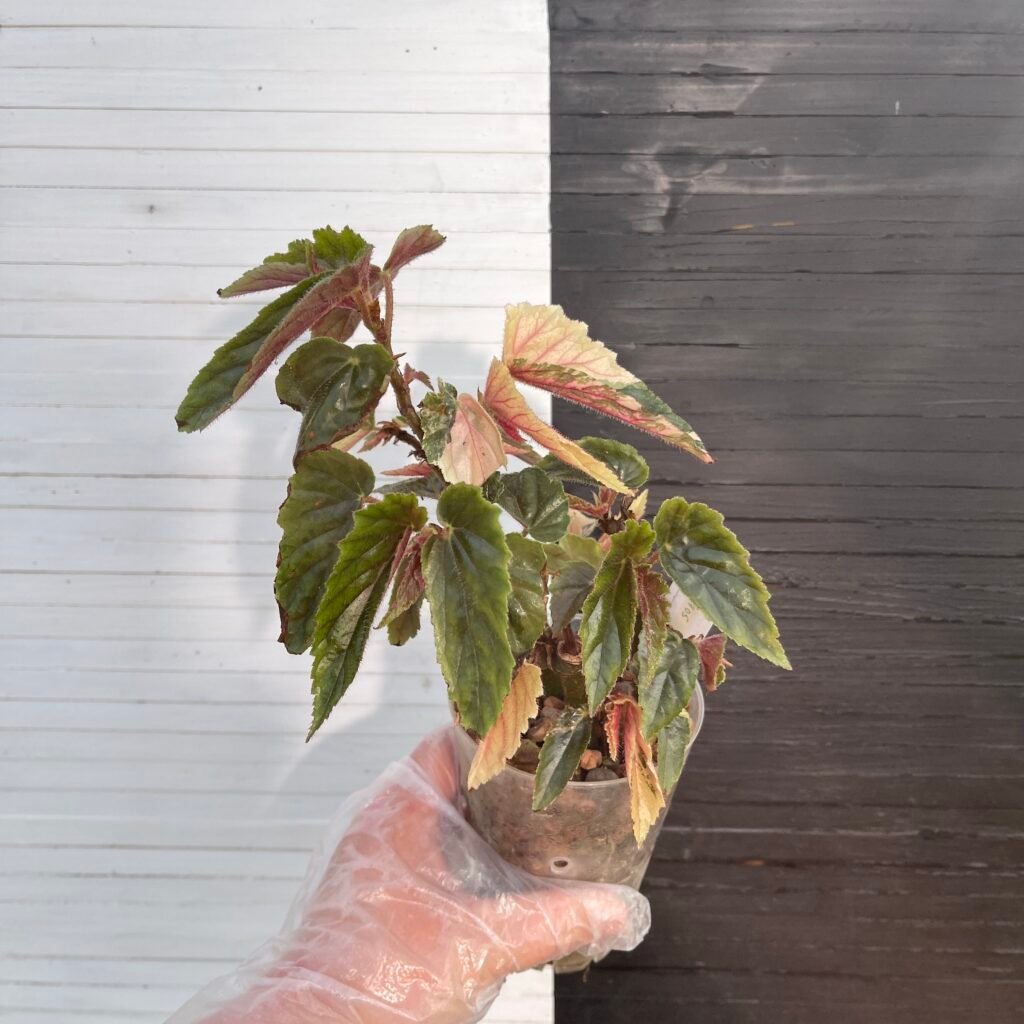 Variegated Begonia Ginny Galaxy
