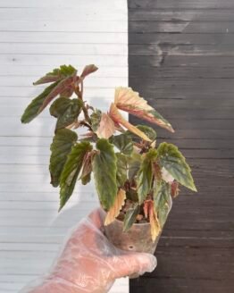 Variegated Begonia Ginny Galaxy