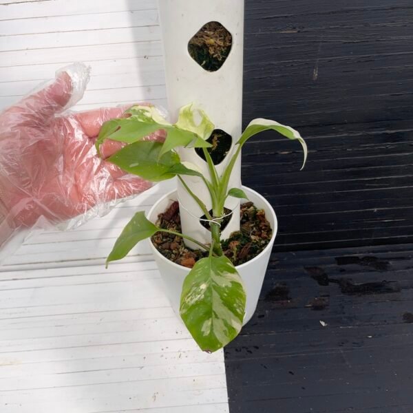 Variegated Rhaphidophora Tetrasperma - 55309 - Image 7