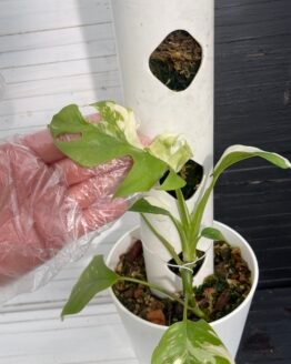 Variegated Rhaphidophora Tetrasperma - 55309