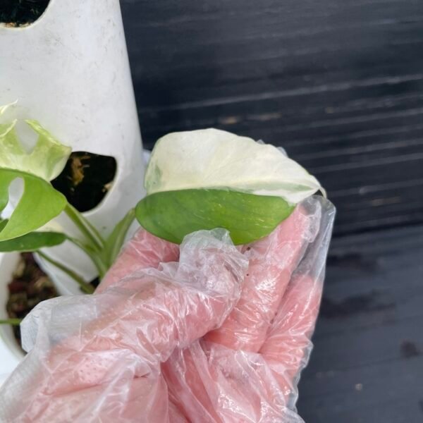 Variegated Rhaphidophora Tetrasperma - 55309 - Image 6