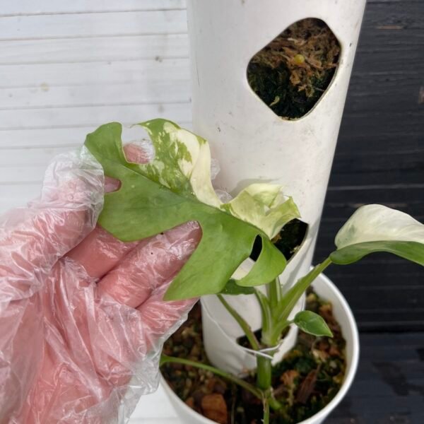 Variegated Rhaphidophora Tetrasperma - 55309 - Image 4