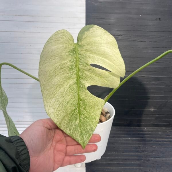 Monstera Borsigiana Jungle Mint - Image 2