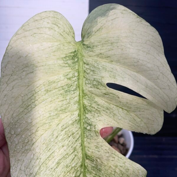 Monstera Borsigiana Jungle Mint - Image 3