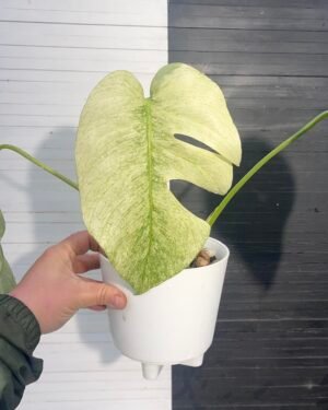 Monstera Borsigiana Jungle Mint