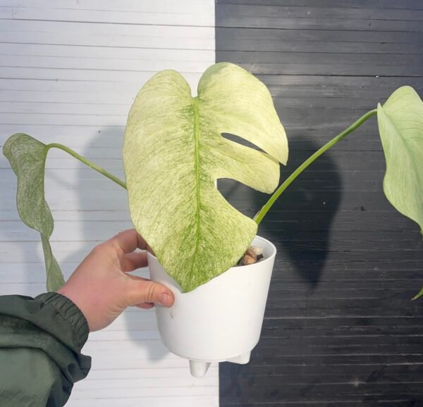Monstera Borsigiana Jungle Mint