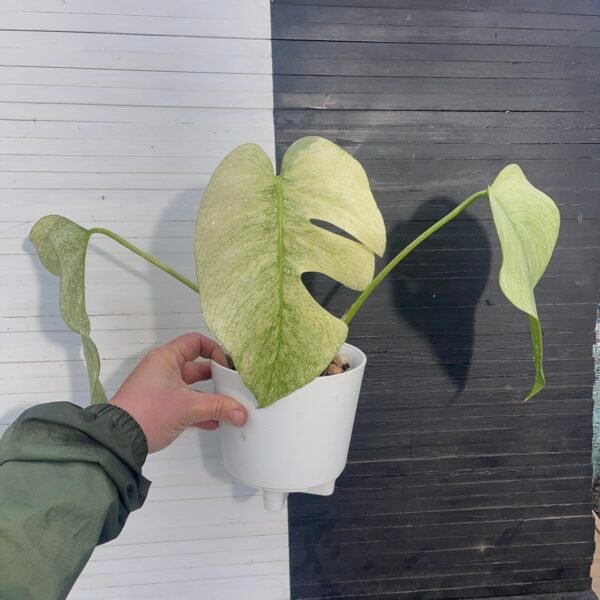 Monstera Borsigiana Jungle Mint - Image 4