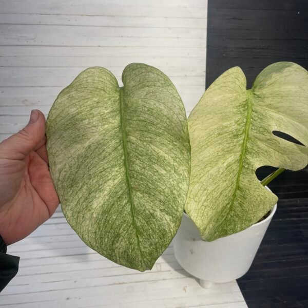 Monstera Borsigiana Jungle Mint - Image 5