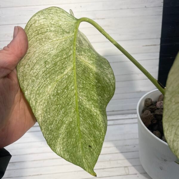 Monstera Borsigiana Jungle Mint - Image 6