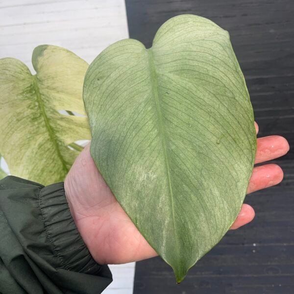 Monstera Borsigiana Jungle Mint - Image 7