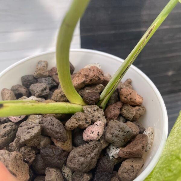 Monstera Borsigiana Jungle Mint - Image 8
