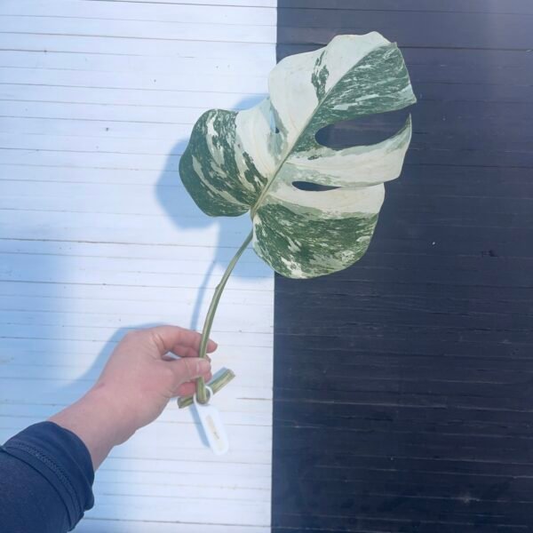Monstera Borsigiana Albo Cutting