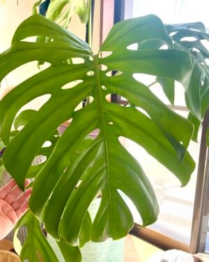 Monstera Deliciosa Lace Prismatic