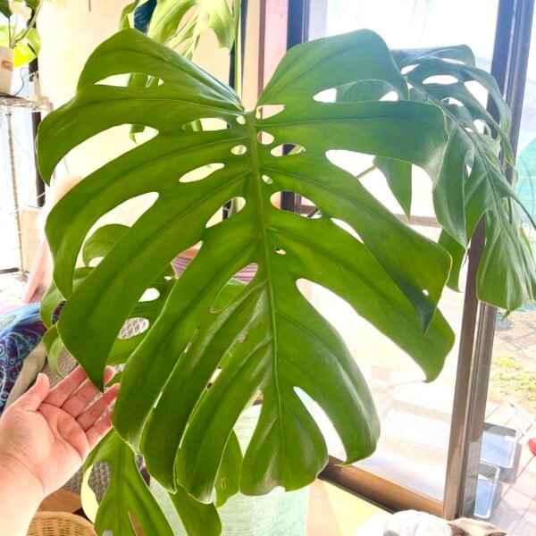 Monstera Deliciosa Lace Prismatic
