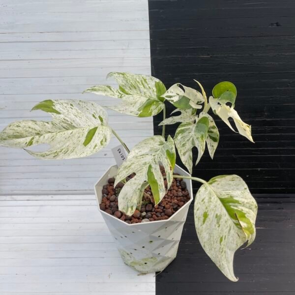Variegated Epipremnum Marble | 56102 - Image 2