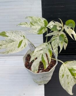 Variegated Epipremnum Marble | 56102