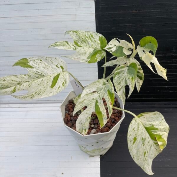 Variegated Epipremnum Marble | 56102