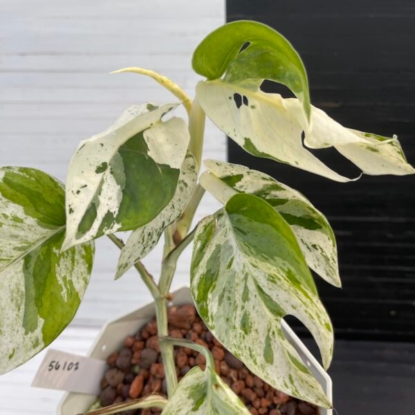 Variegated Epipremnum Marble | 56102 - Image 4