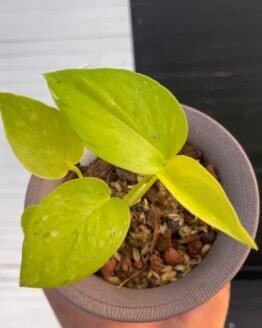 Pothos Epipremnum Lima Compacta