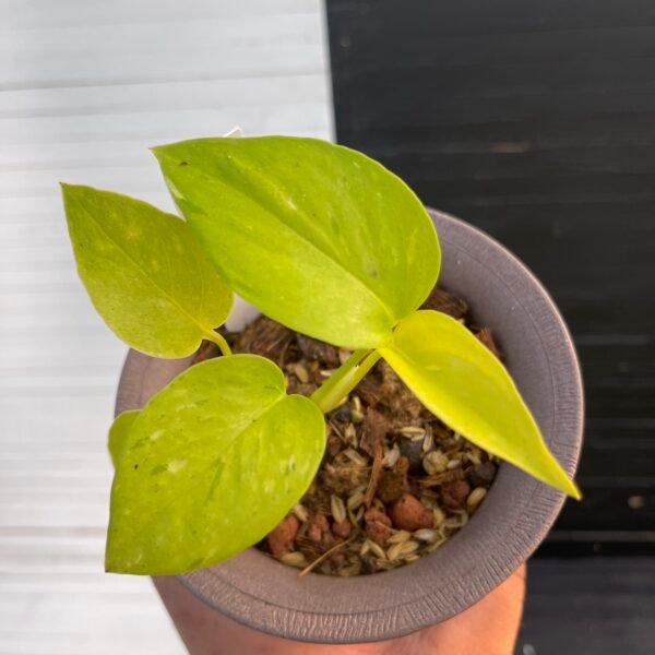 Pothos Epipremnum Lima Compacta