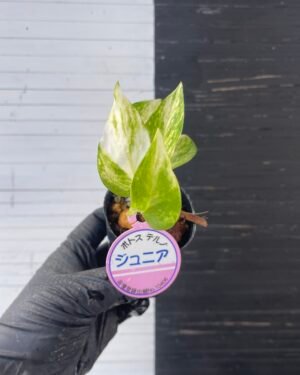 Pothos Teruno #8 Junior | Terunoworld series