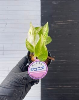 Pothos Teruno #8 Junior | Terunoworld series